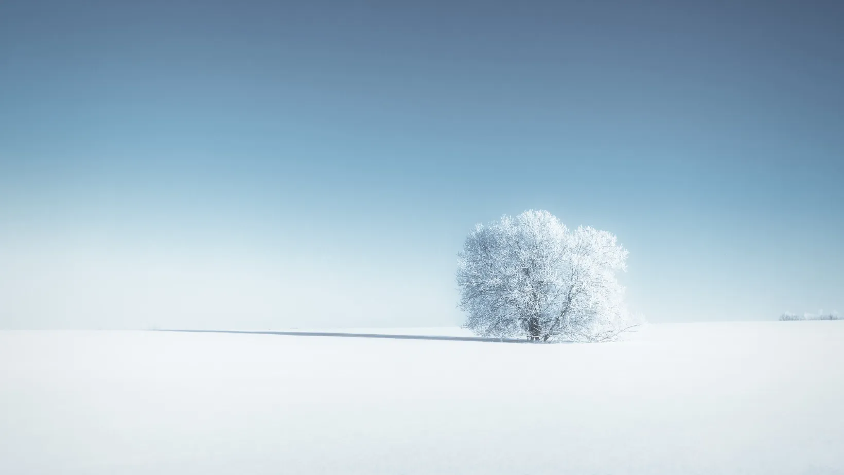 Tree in the middle of snow covered ground on sunny day